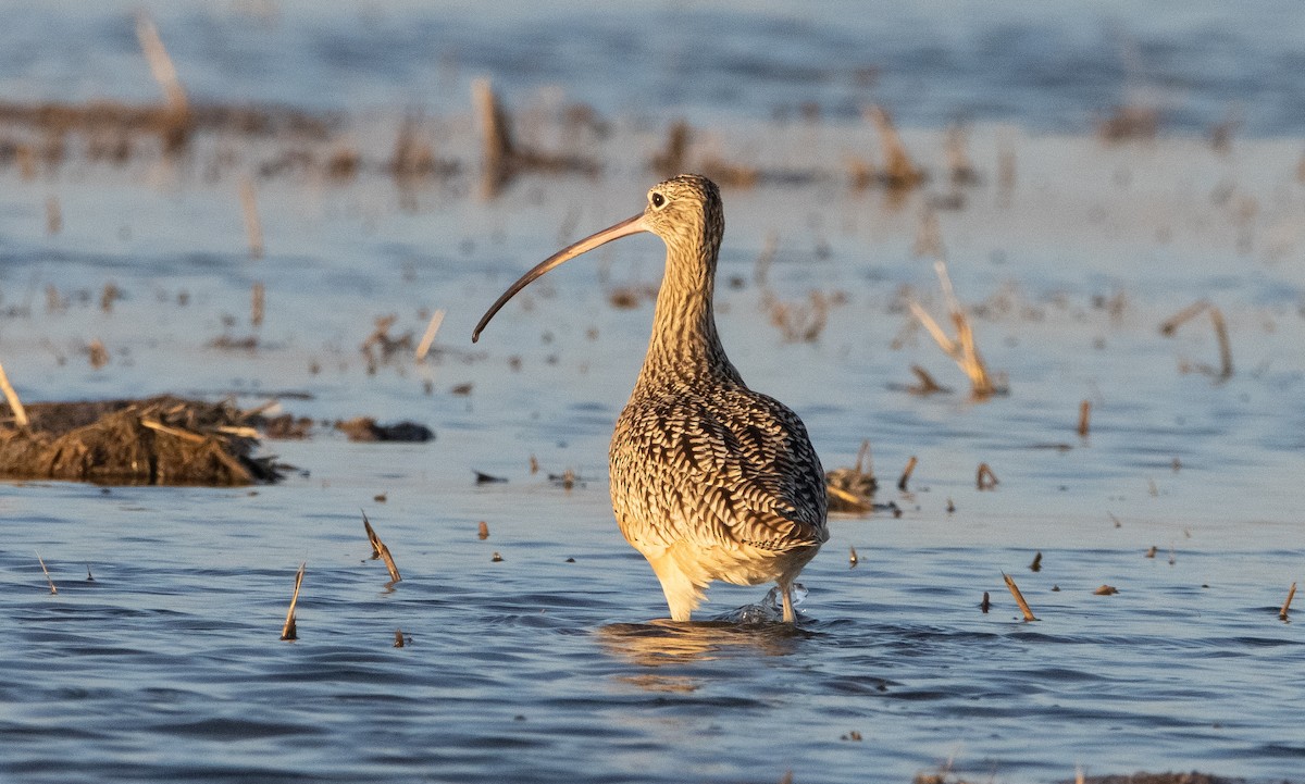 Long-billed Curlew - ML297554421