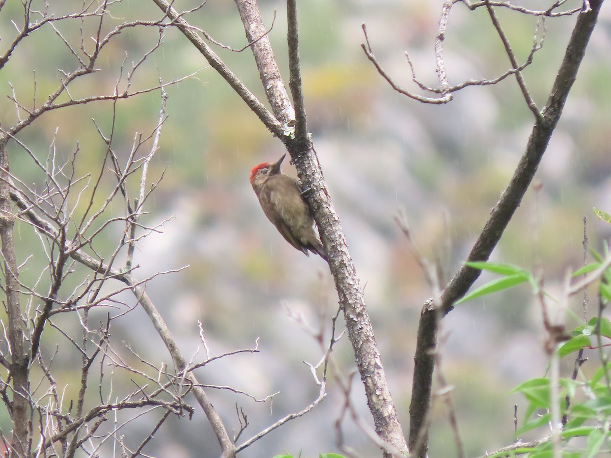 Smoky-brown Woodpecker - ML297554811
