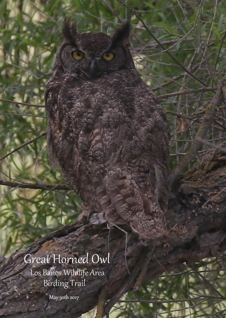Great Horned Owl - Richard Brown