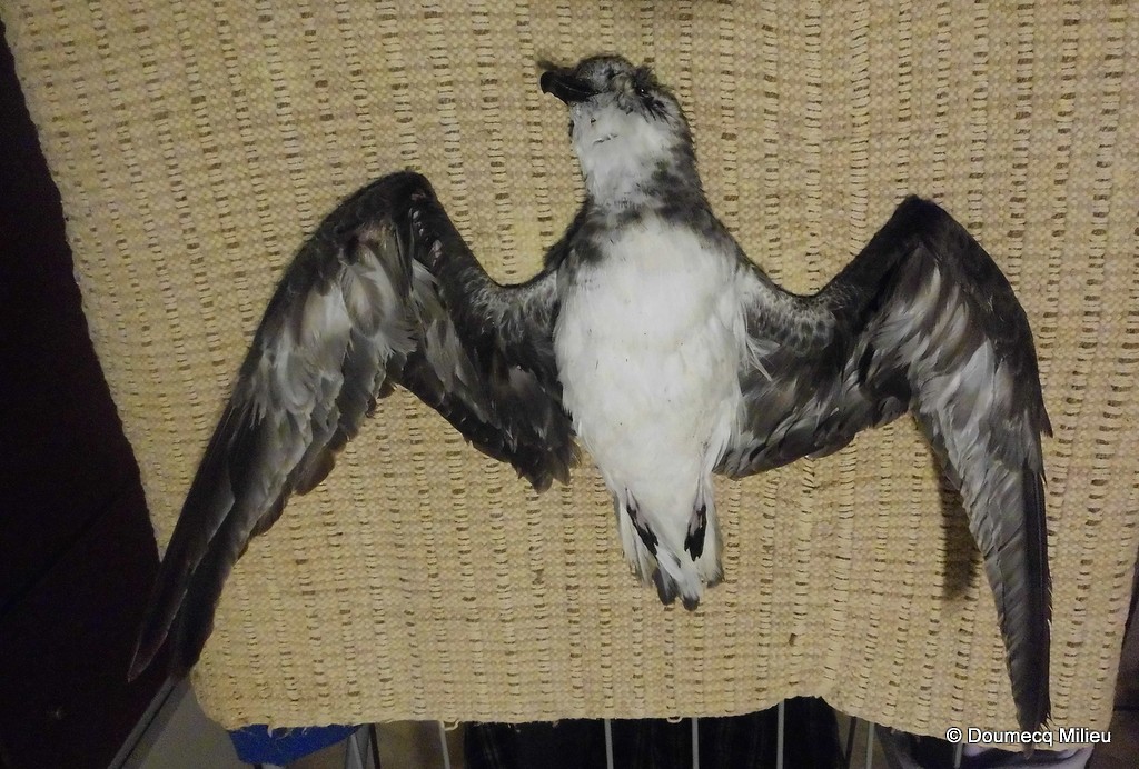 Soft-plumaged Petrel - Ricardo  Doumecq Milieu