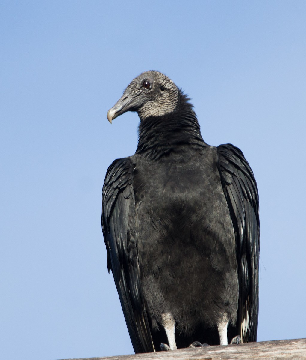 Black Vulture - Victor Gamez