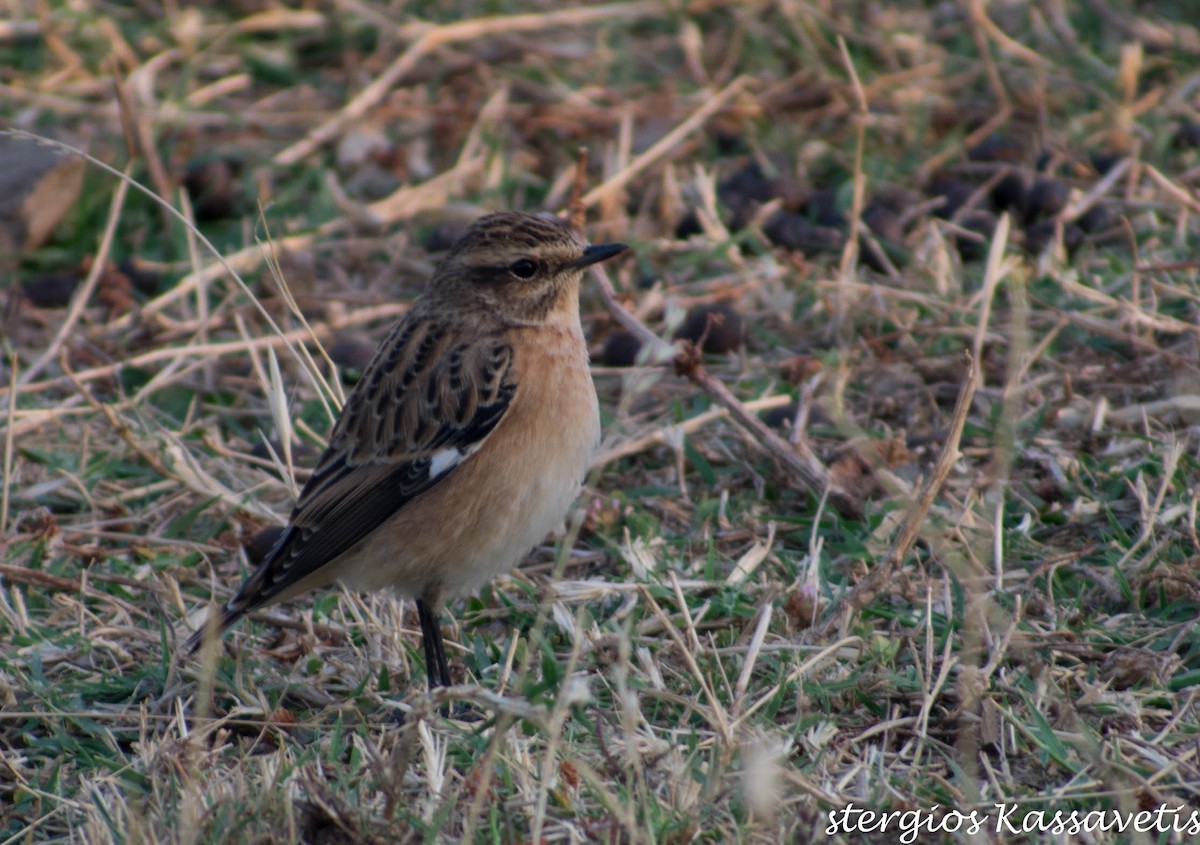 Whinchat - ML297565811