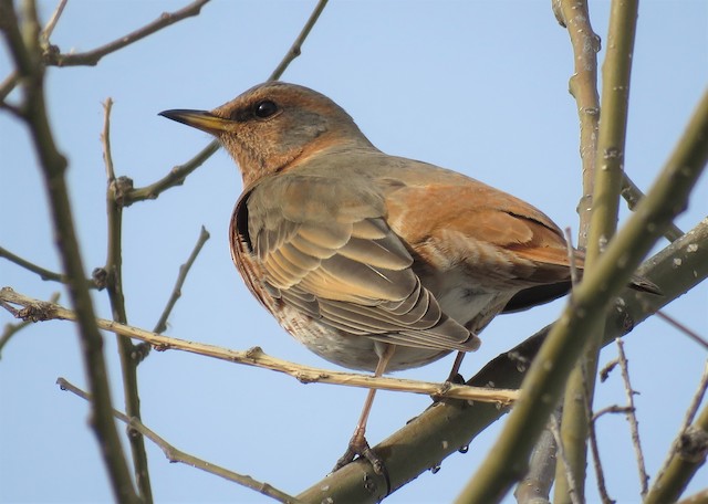 ハチジョウツグミ Ebird