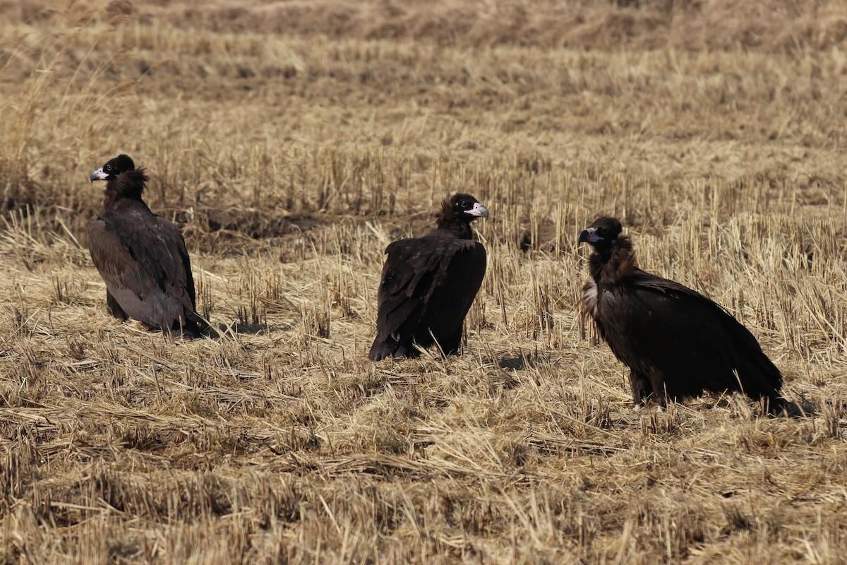 Cinereous Vulture - ML297570551