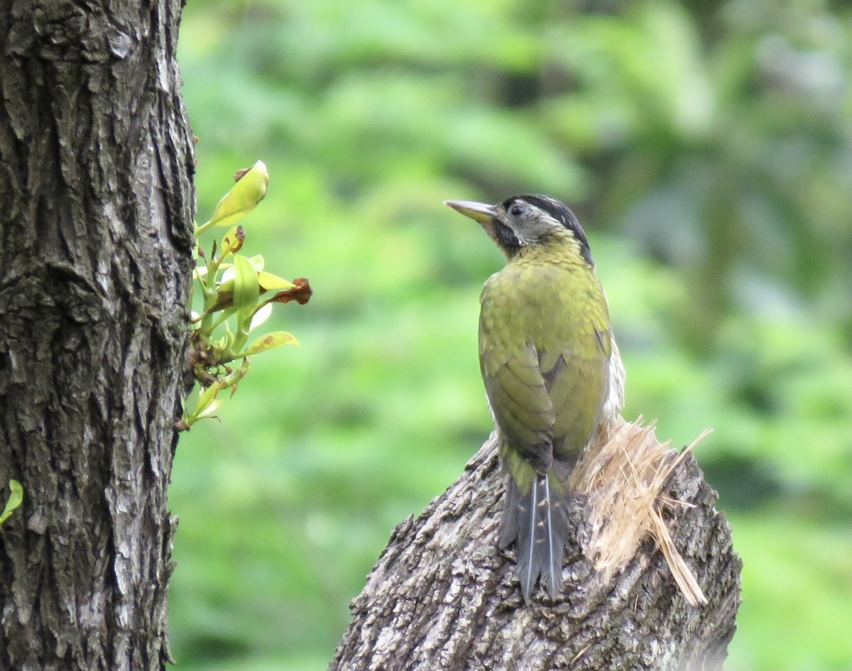 Laced Woodpecker - Sreekar Rachakonda