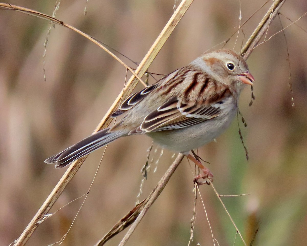 Field Sparrow - ML297578011