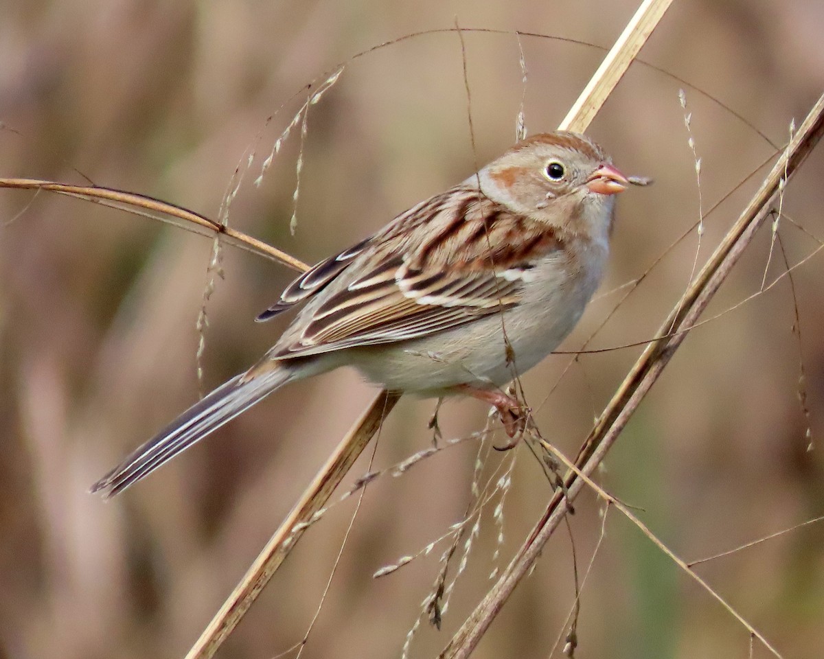 Field Sparrow - ML297578021