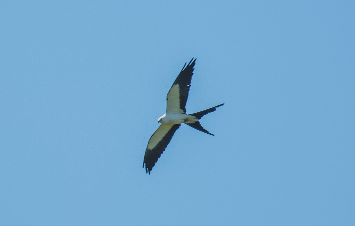 Swallow-tailed Kite - Tal Pipkin