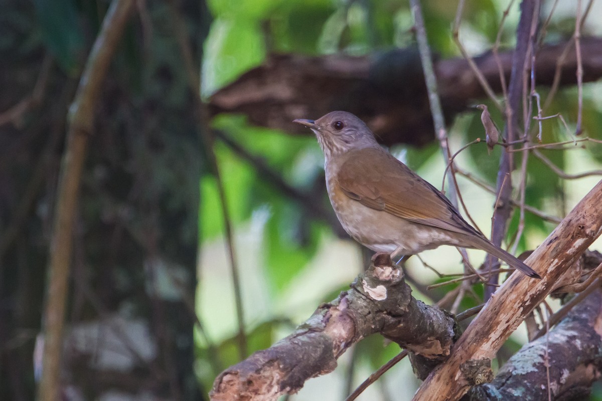 Pale-breasted Thrush - ML29758121
