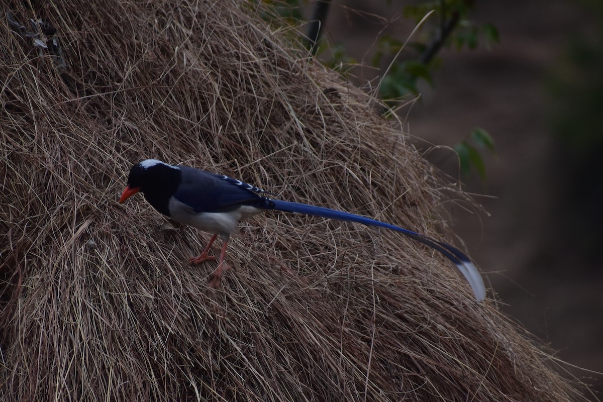 Red-billed Blue-Magpie - Samakshi Tiwari
