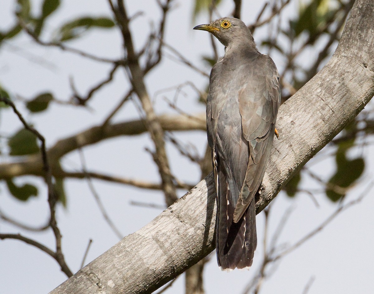Common Cuckoo - Michael Hazell