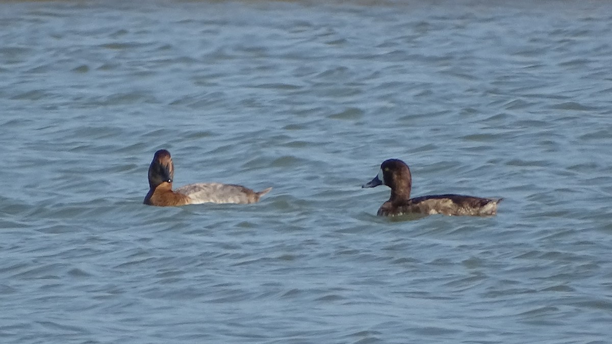 Greater Scaup - ML297598331