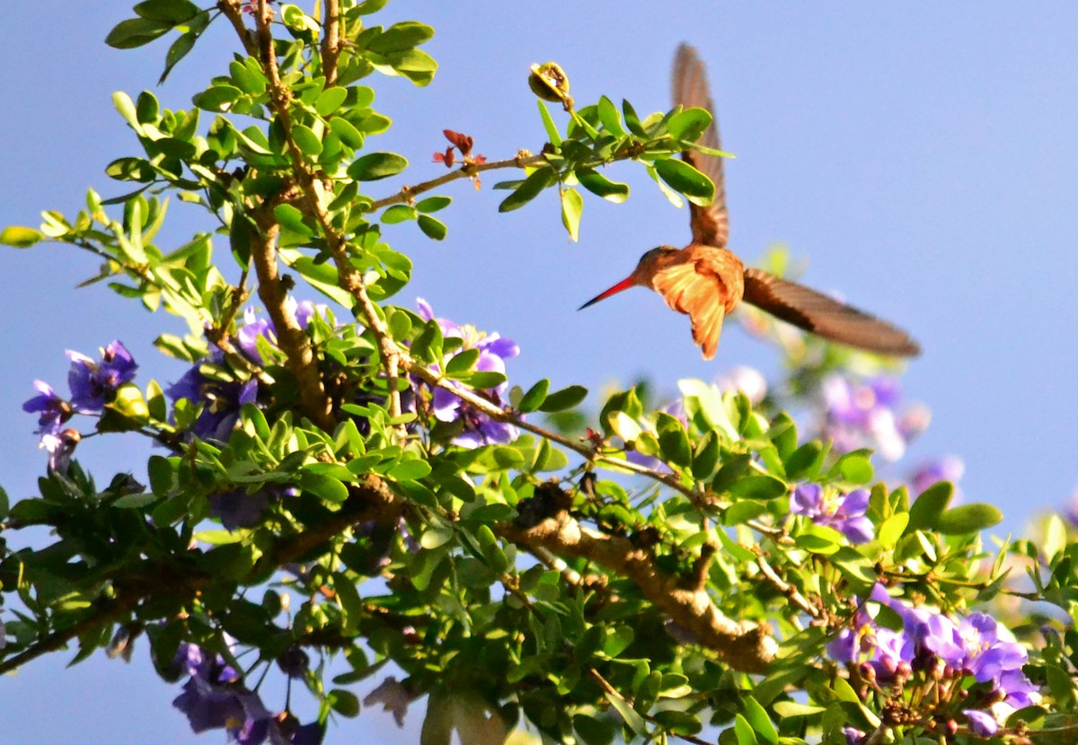 kolibřík ryšavý - ML29760061