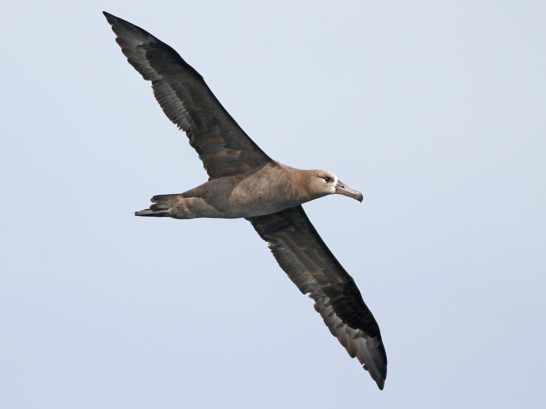 Black-footed Albatross - Jonathan Eckerson