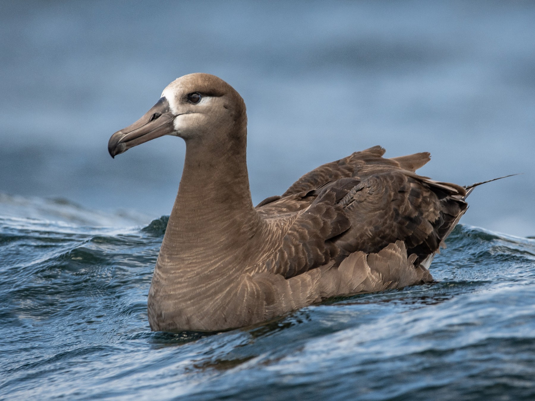 Black-footed Albatross - Mason Maron