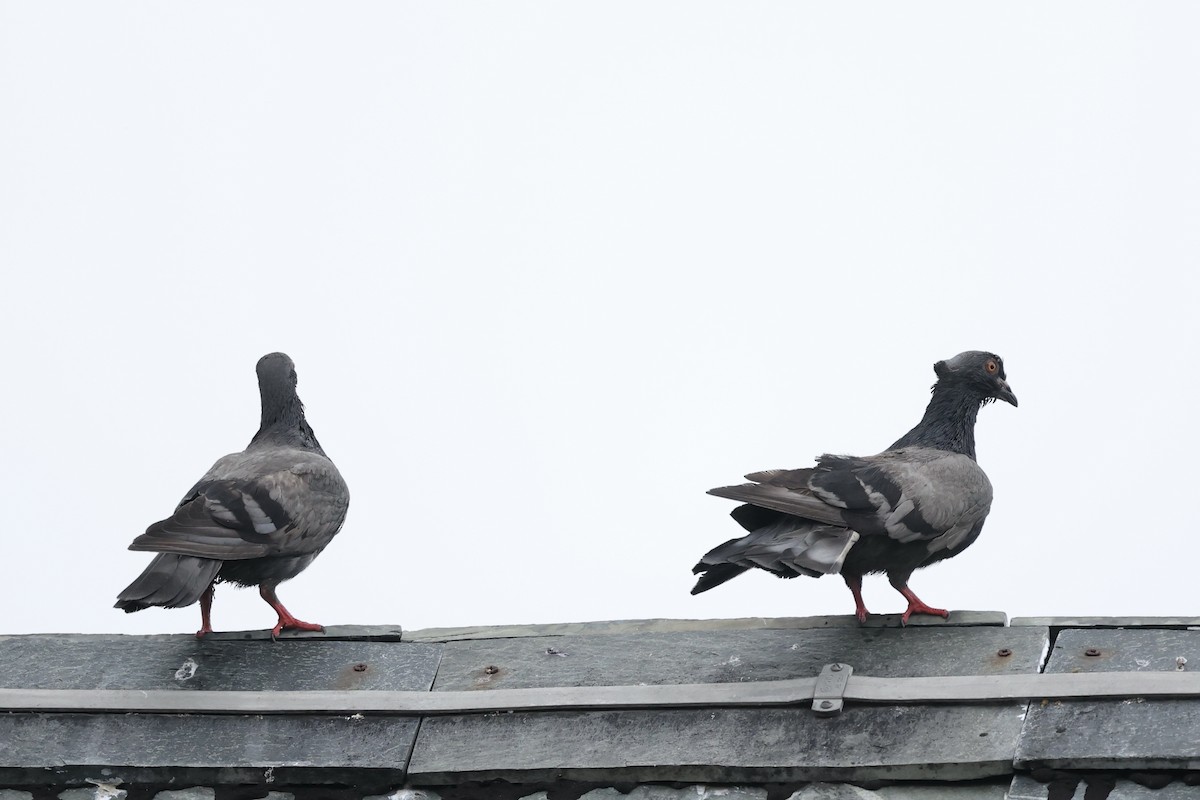 Rock Pigeon (Feral Pigeon) - Andrew William