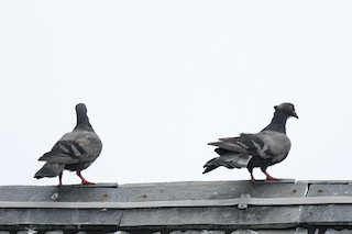 Rock Pigeon (Feral Pigeon), ML297602741