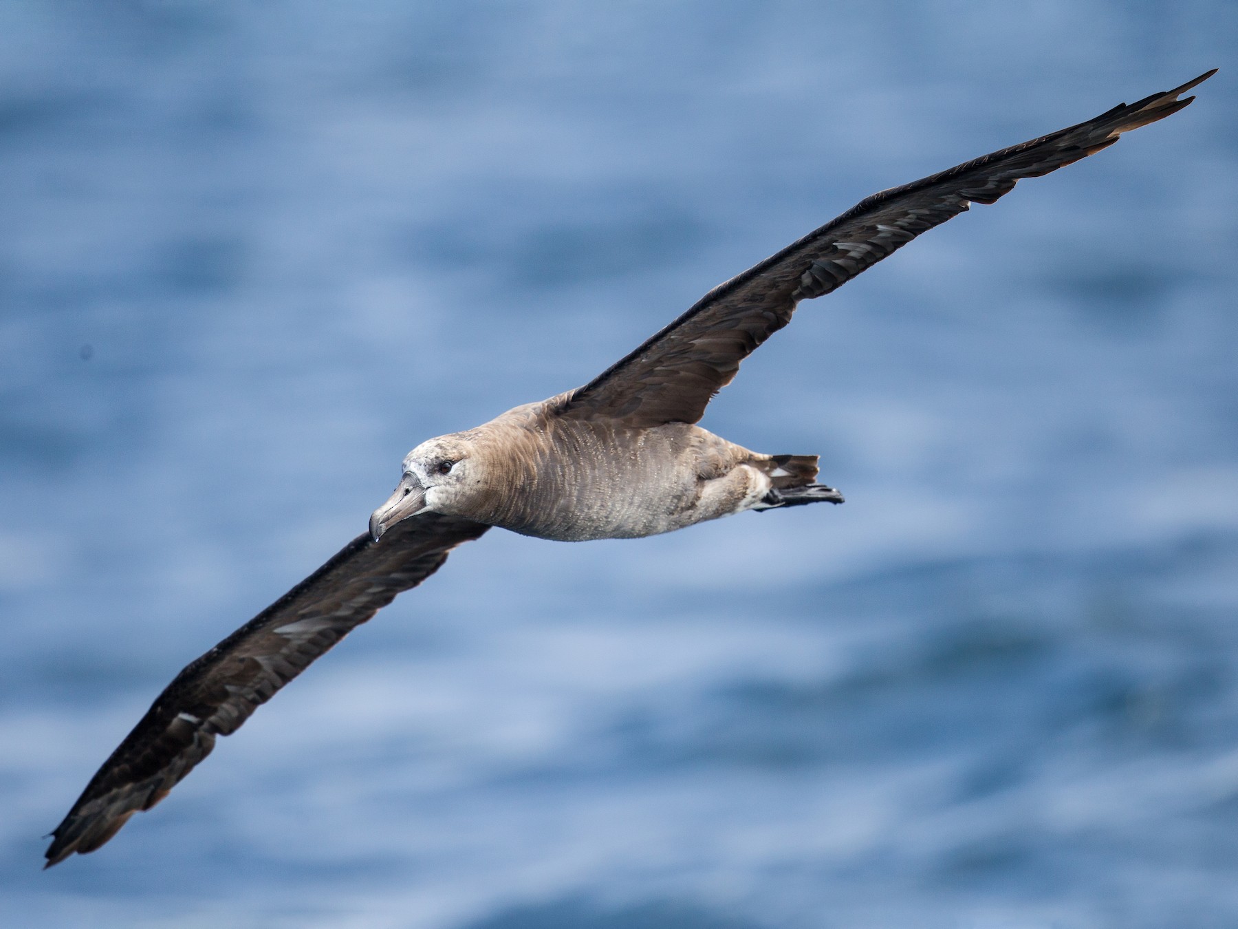 Black-footed Albatross - Caroline Lambert