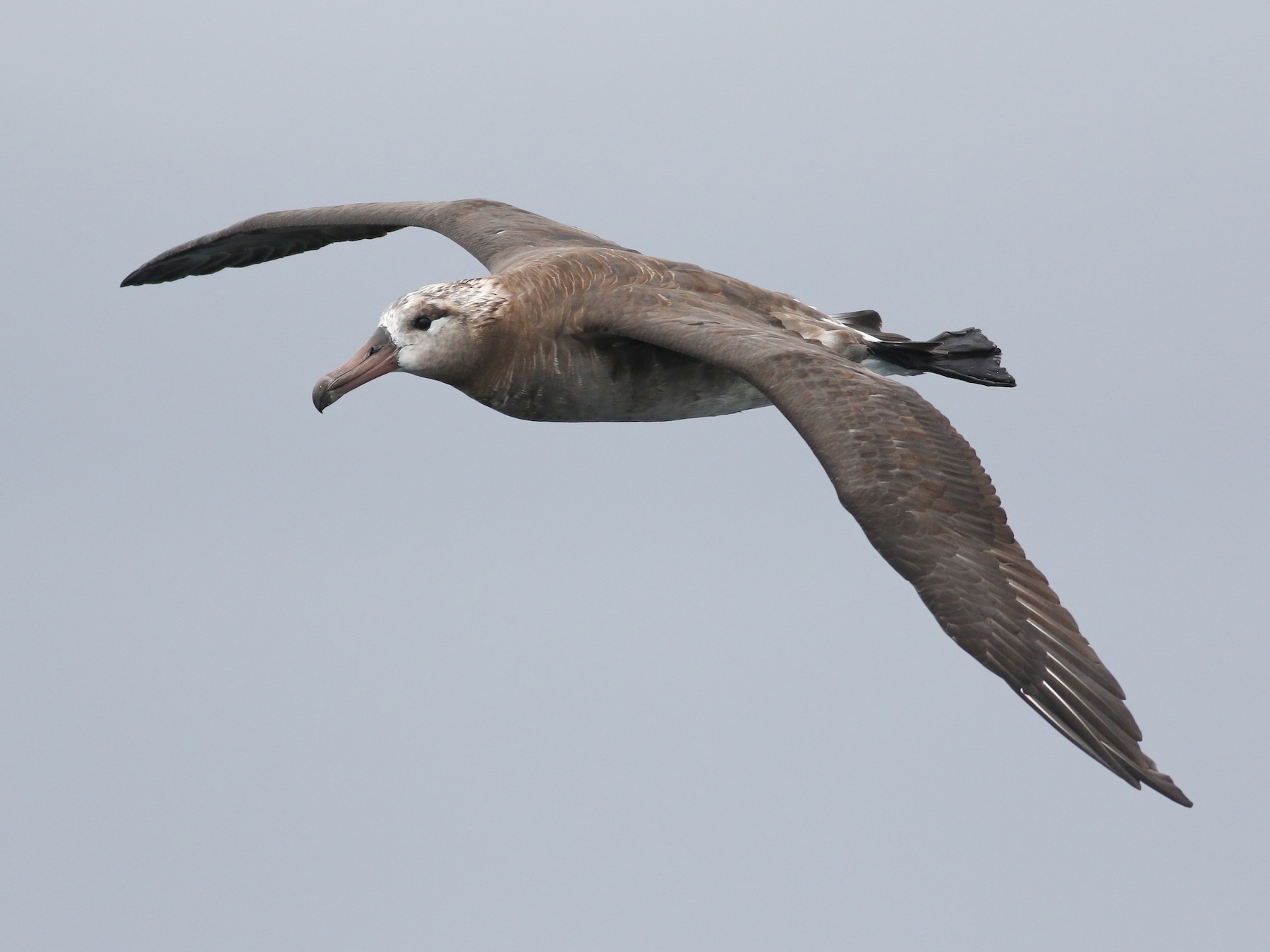 Black-footed Albatross - Jonathan Eckerson