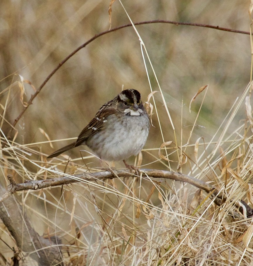 White-throated Sparrow - ML297603071