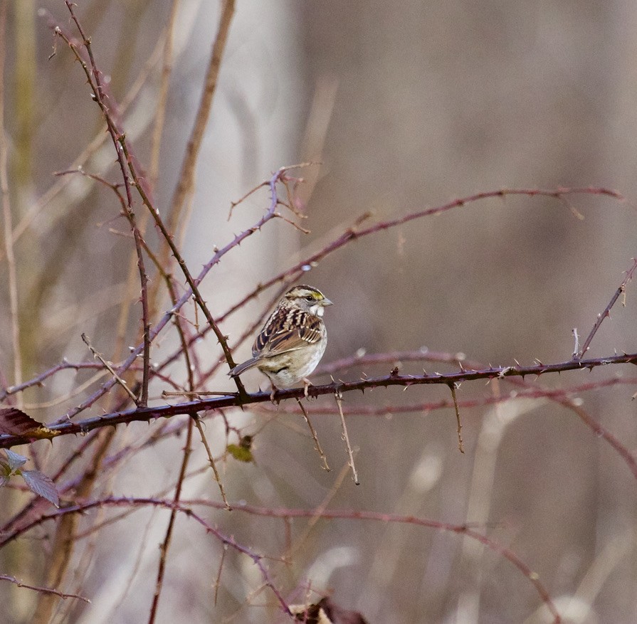 White-throated Sparrow - ML297603091
