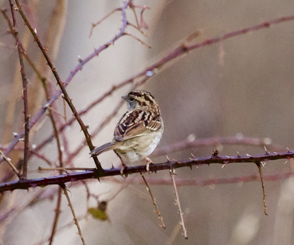 White-throated Sparrow - ML297603141