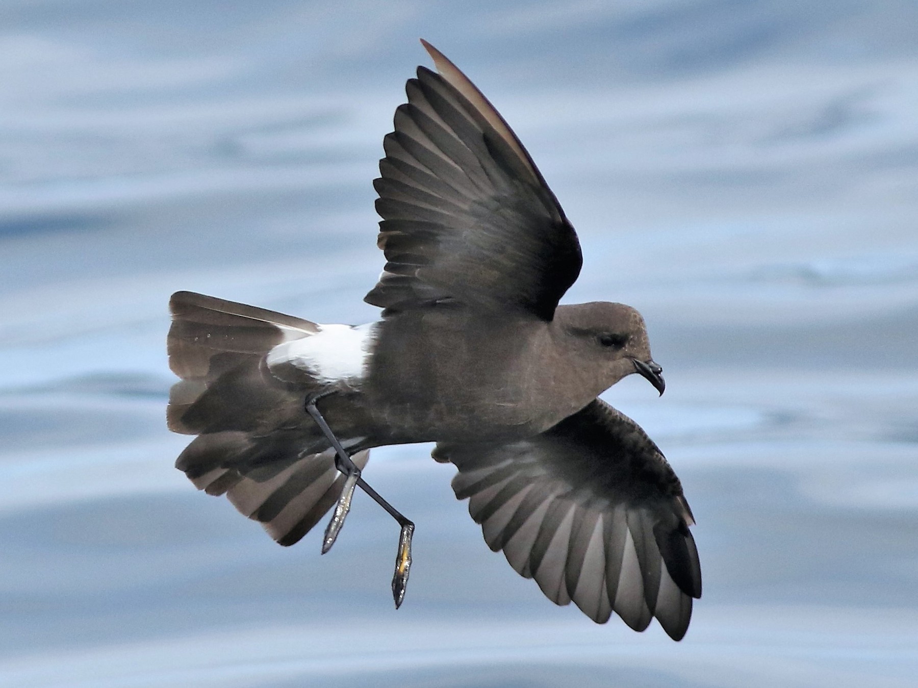 Wilson's Storm-Petrel - Peter Flood