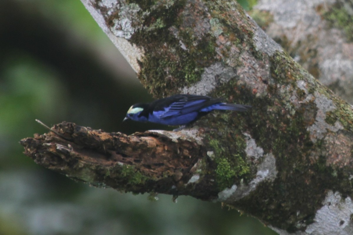 Opal-crowned Tanager - ML297604301