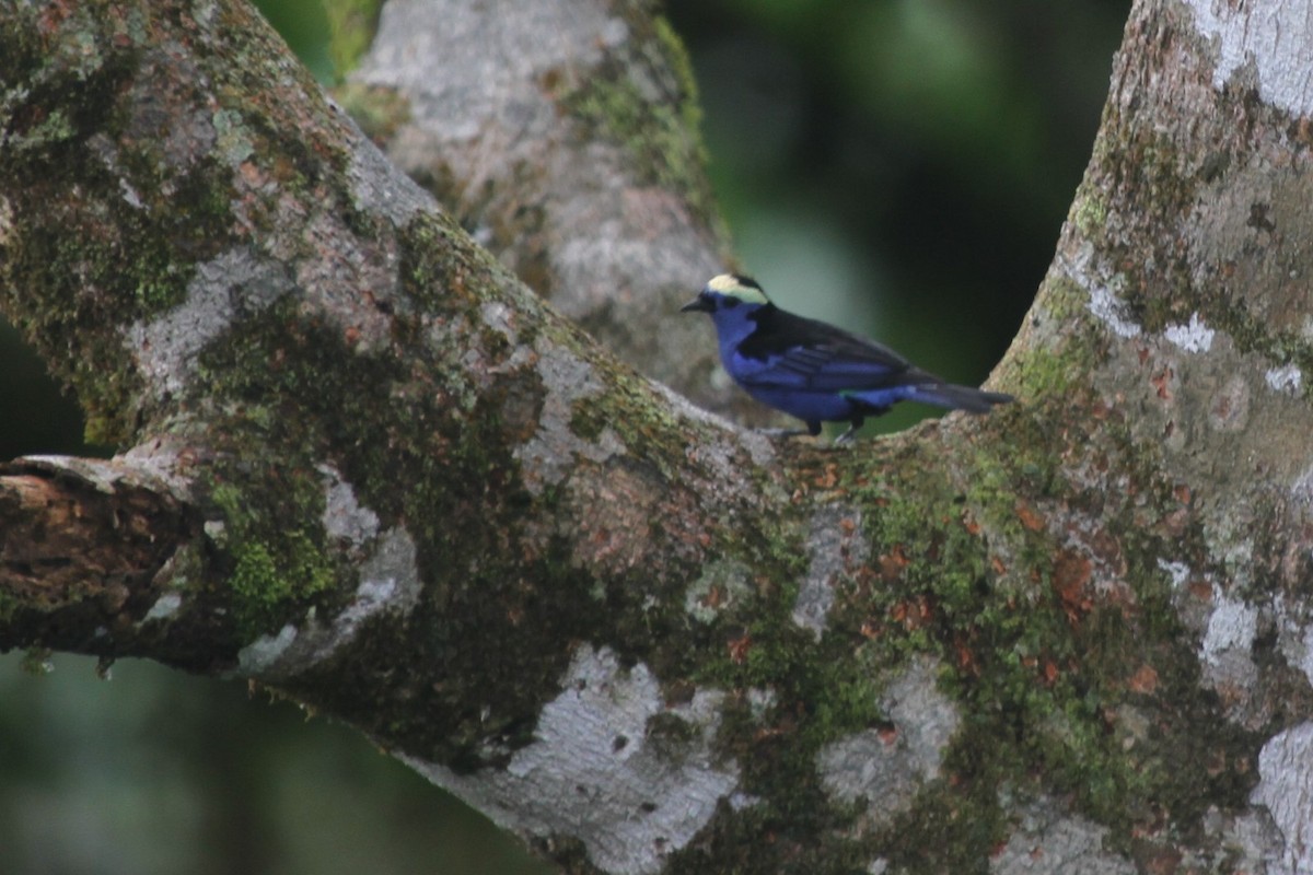 Opal-crowned Tanager - ML297604311