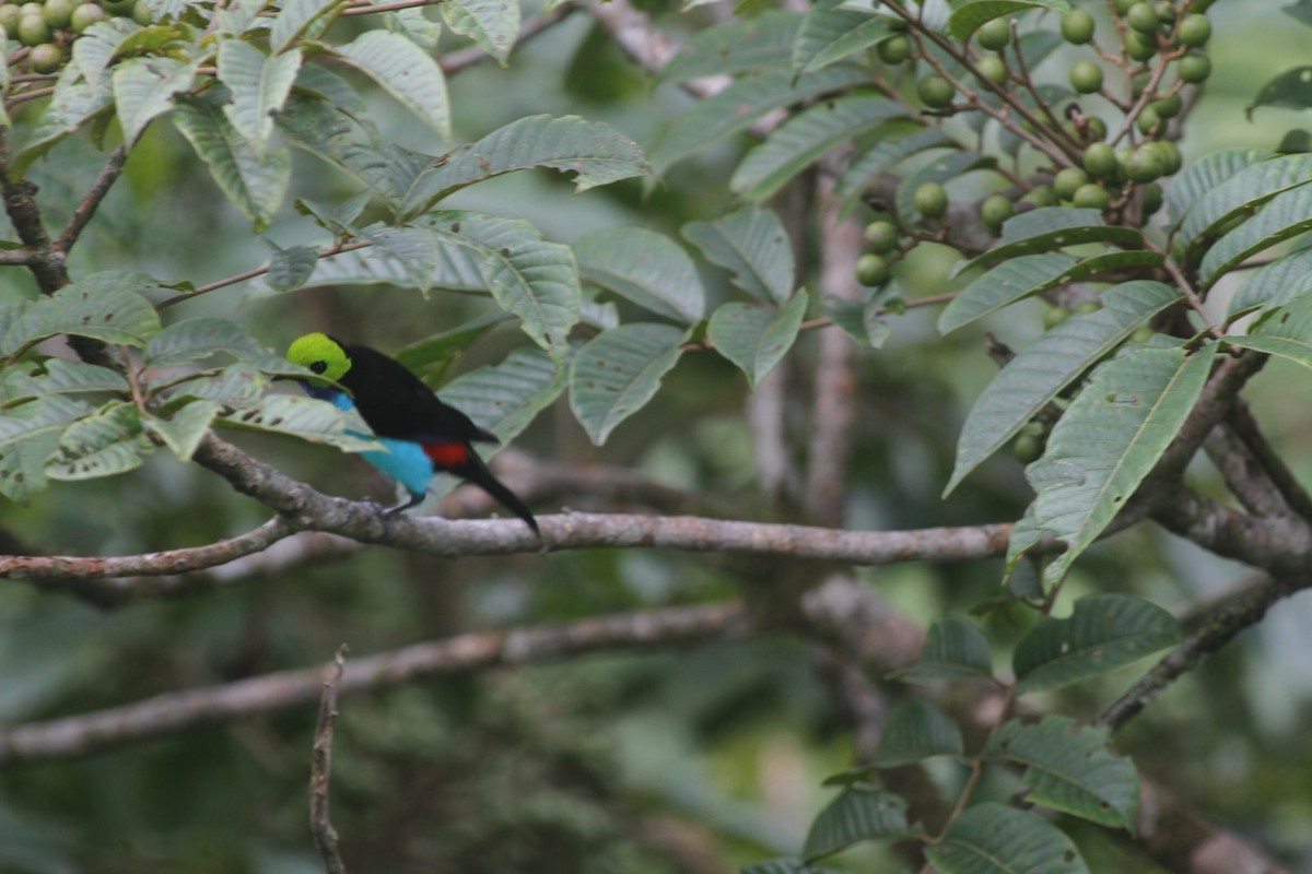 Paradise Tanager - ML297604351