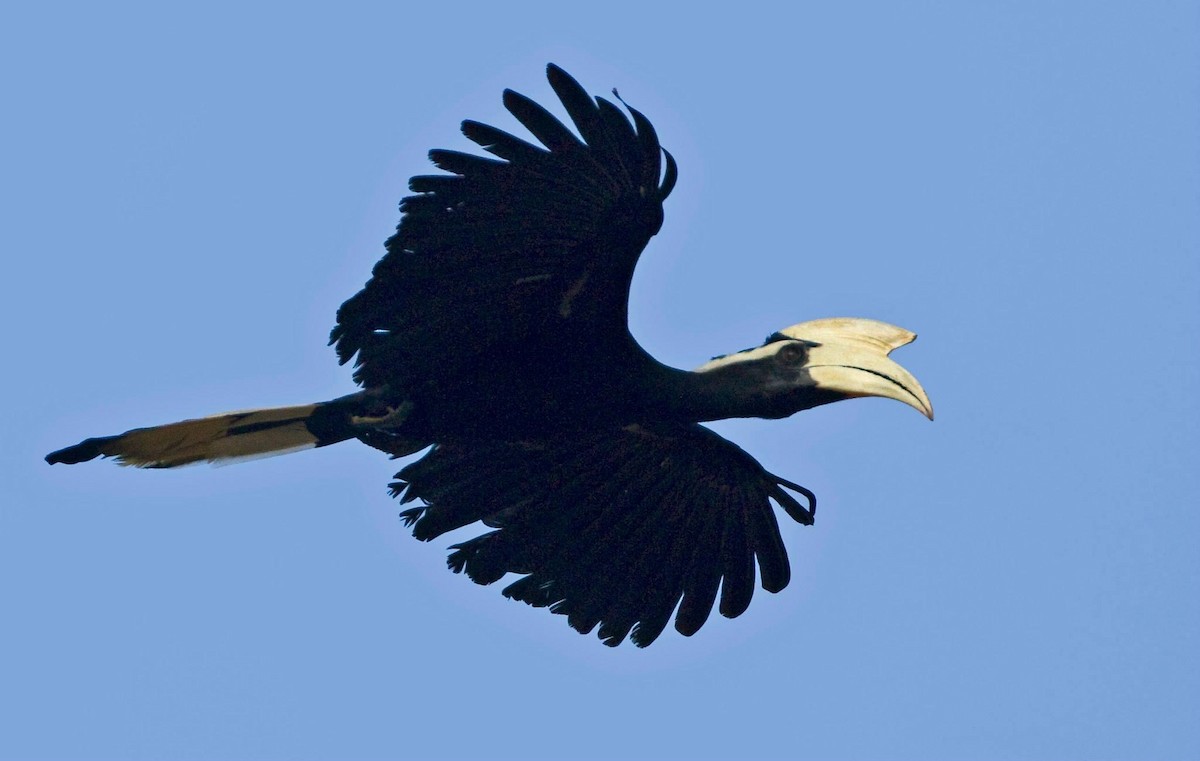 Black Hornbill - Koel Ko