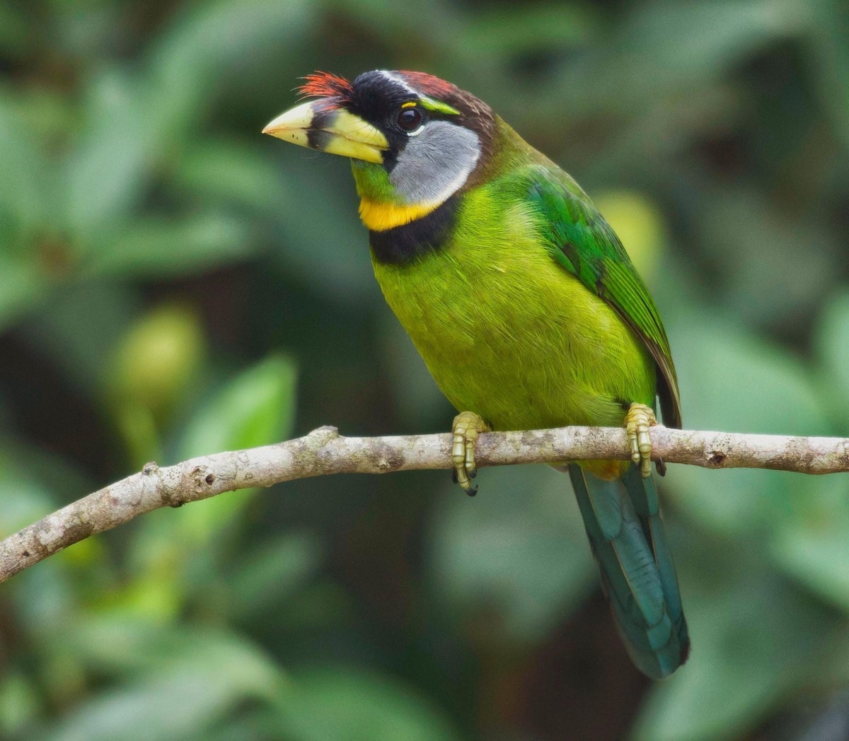 Fire-tufted Barbet - ML297606991