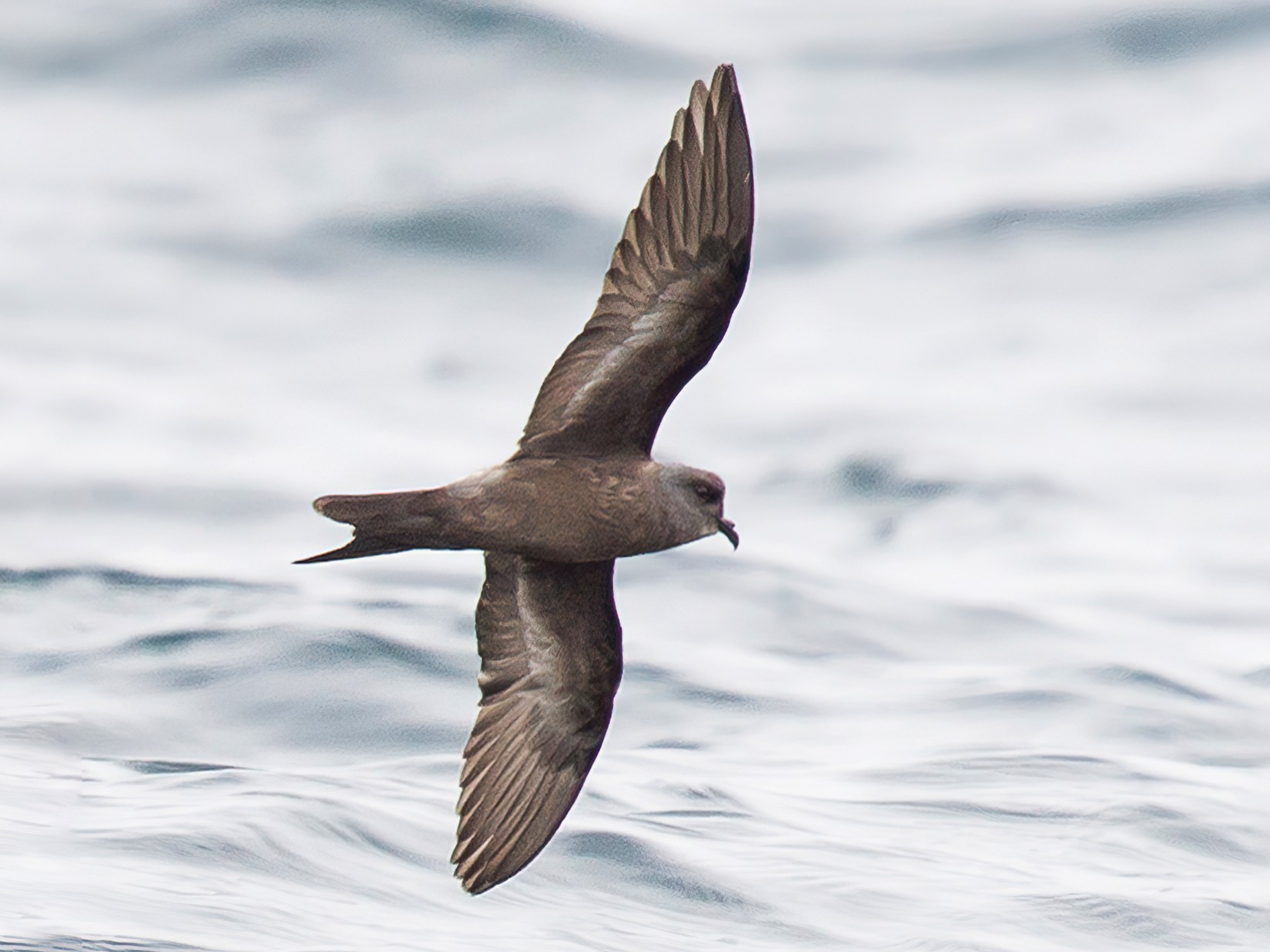 Ashy Storm-Petrel - Caroline Lambert