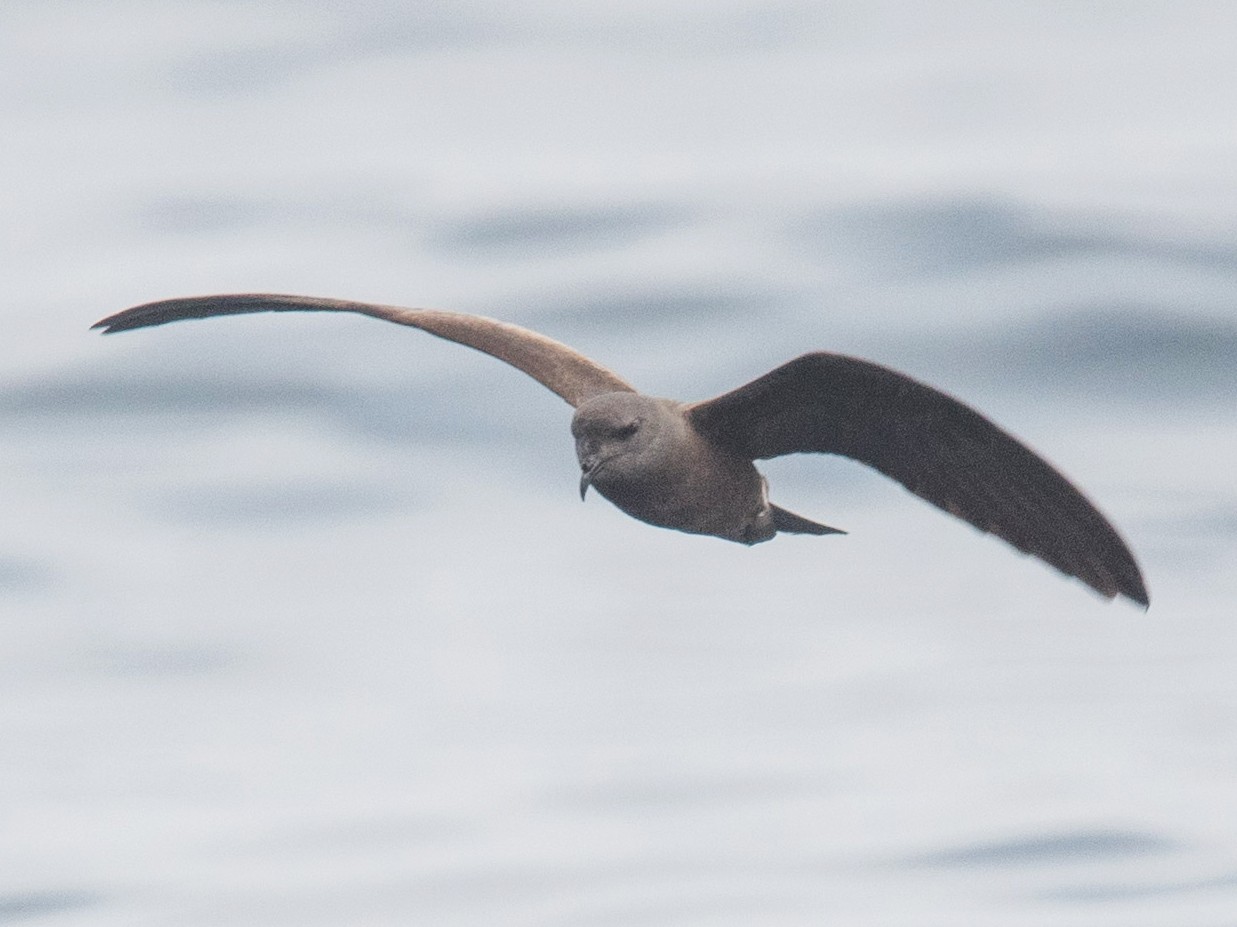 Ashy Storm-Petrel - Nancy Christensen