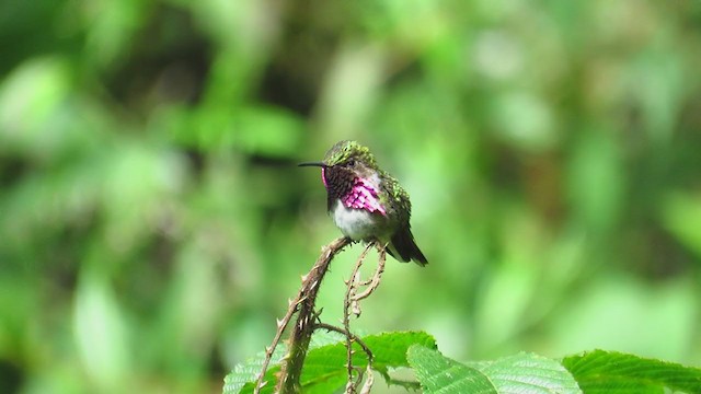 Wine-throated Hummingbird - ML297608421