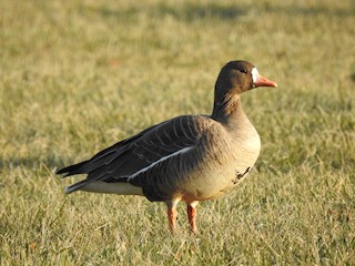 Greater White-fronted Goose, ML297608461