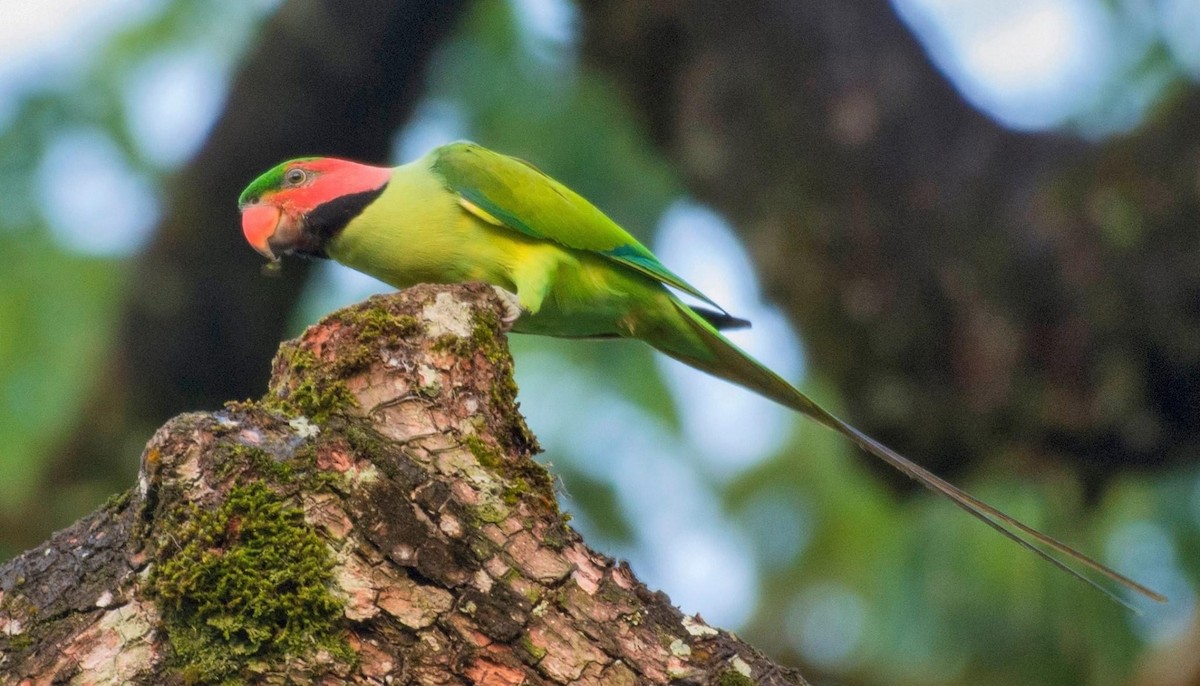 Long-tailed Parakeet - Koel Ko