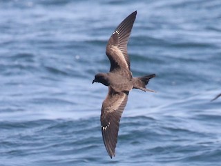  - Black Storm-Petrel