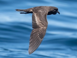  - Black Storm-Petrel