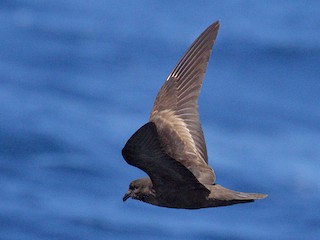  - Black Storm-Petrel