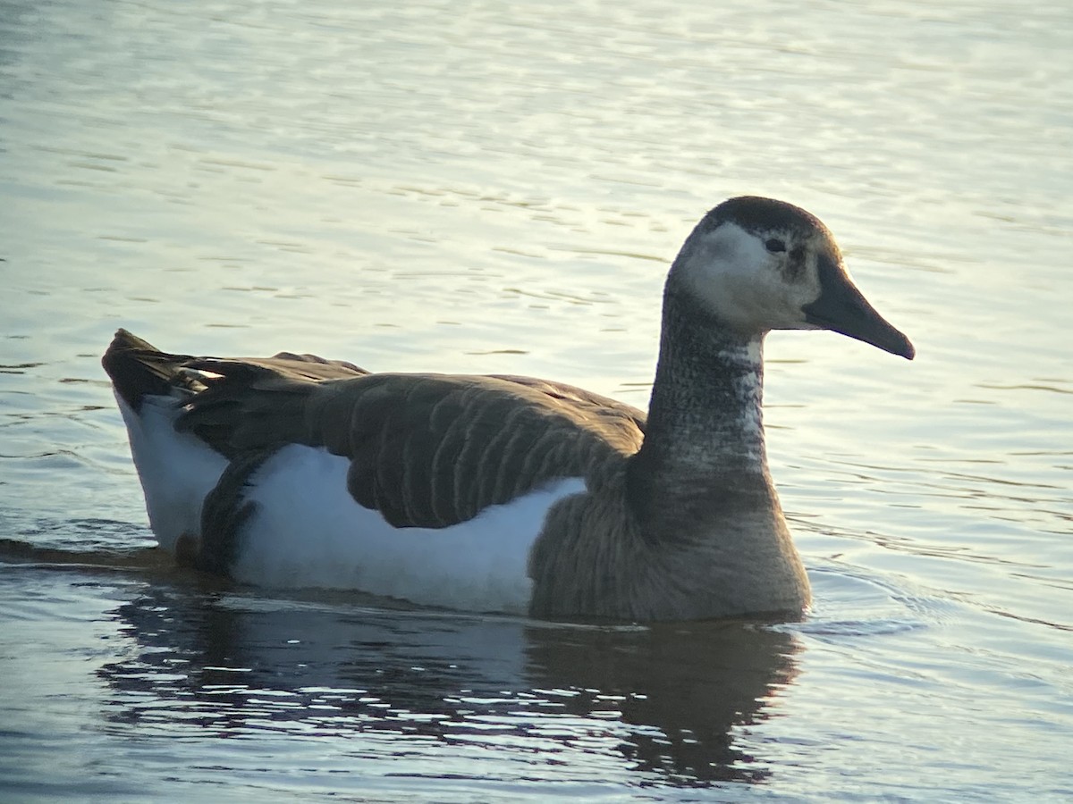 Swan Goose x Canada Goose (hybrid) - ML297611871