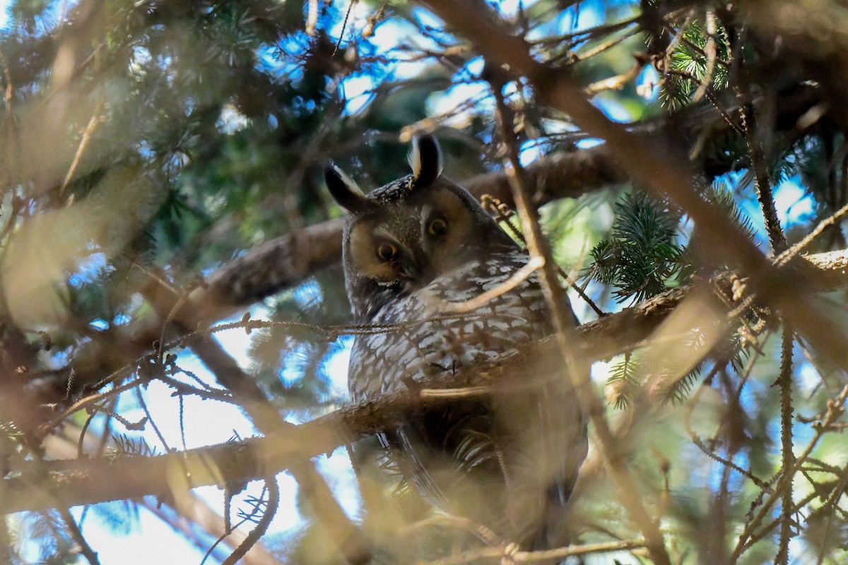 Long-eared Owl - ML297613621