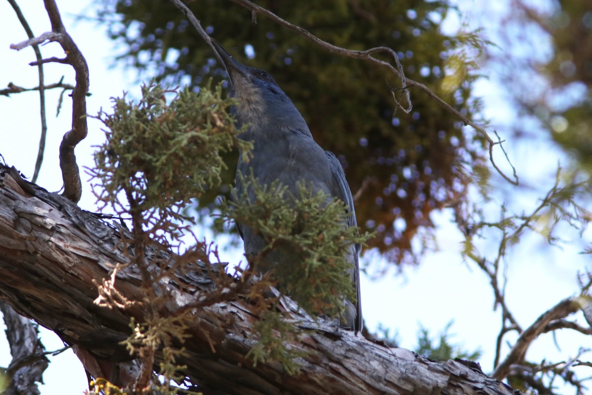 eBird Checklist 18 Jul 2020 Pilot Butte Cemetery 9 species