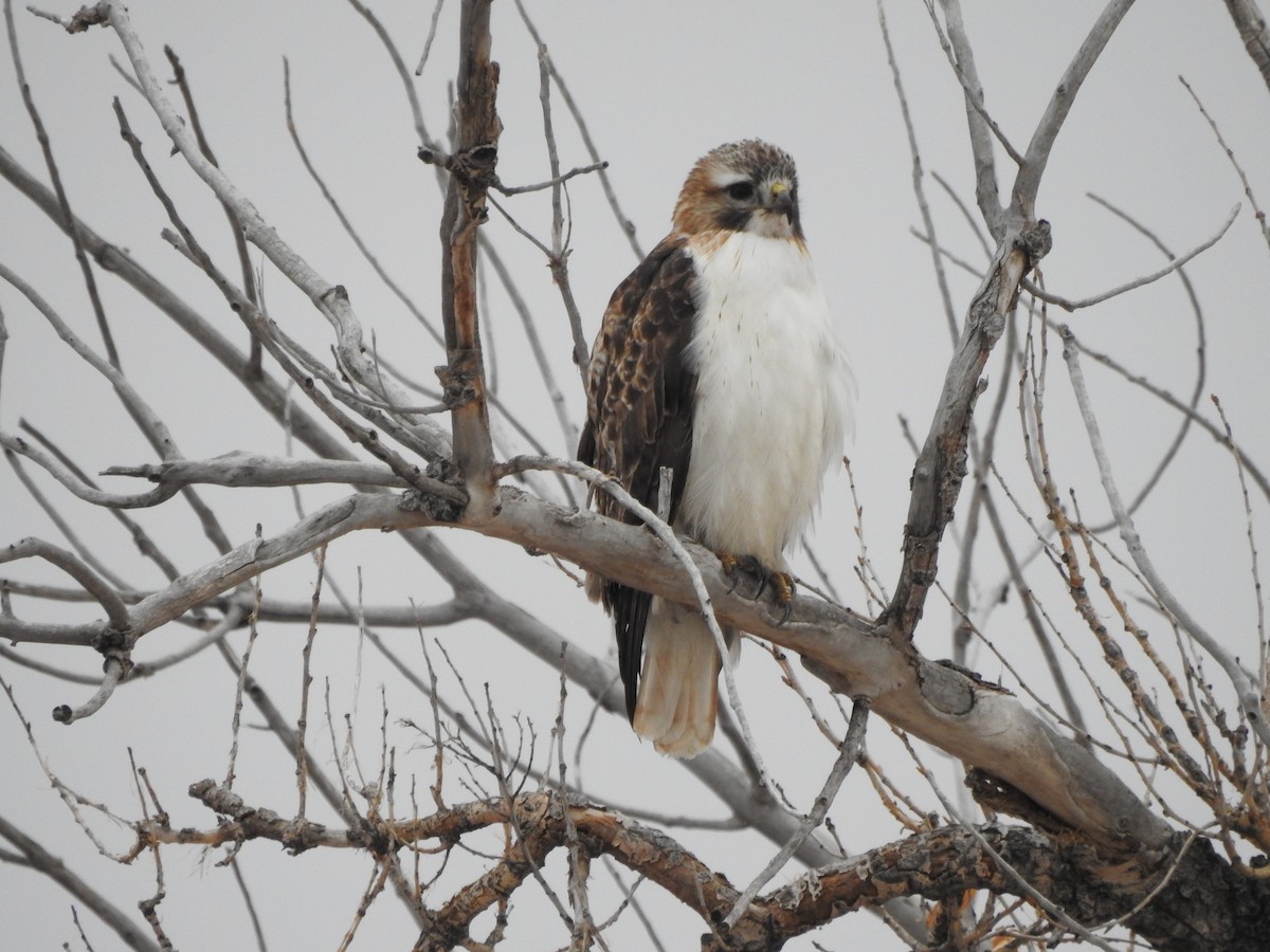 Red-tailed Hawk - ML297616271