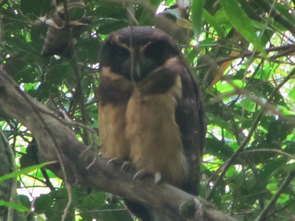 Tawny-browed Owl - ML297616831