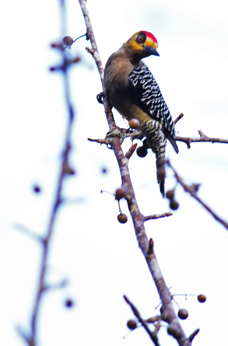 Golden-cheeked Woodpecker - ML29761711