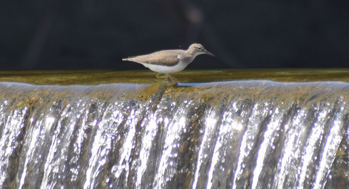 Spotted Sandpiper - Ted Stewart