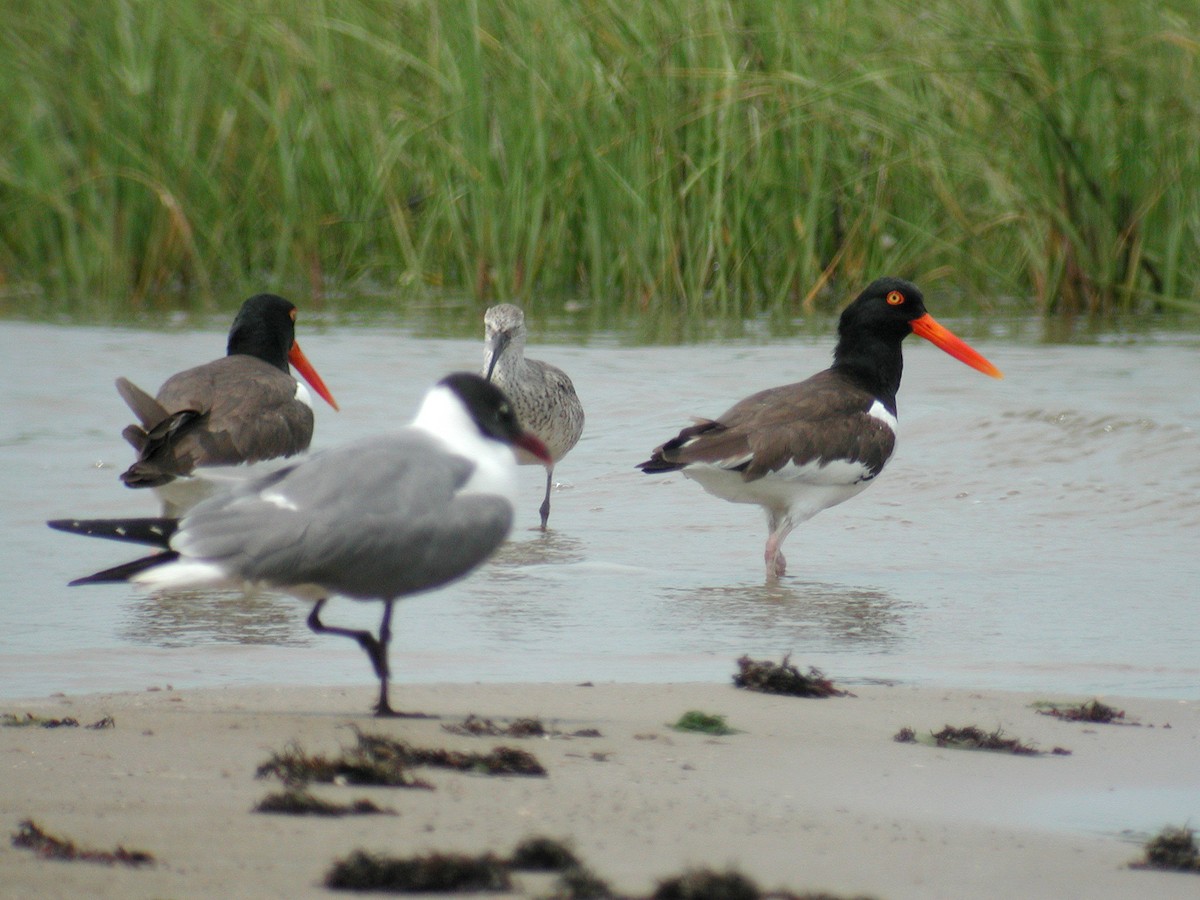 American Oystercatcher - Dave Curtis