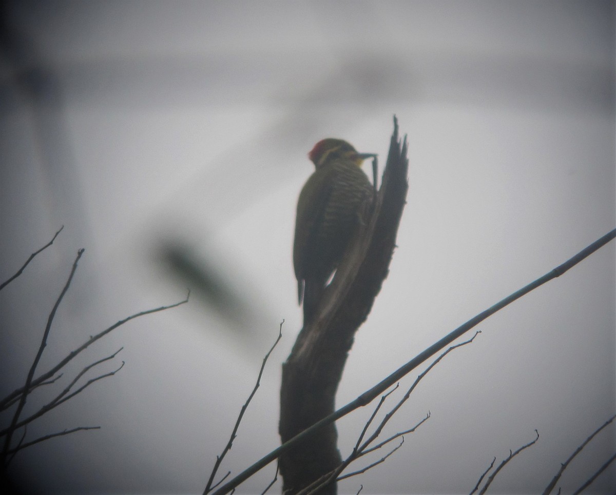 White-browed Woodpecker - ML297618251