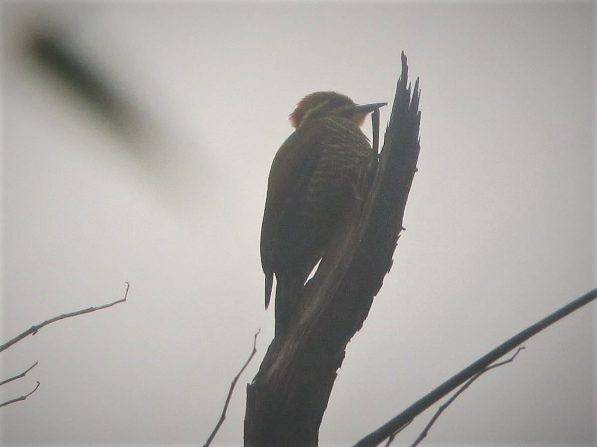 White-browed Woodpecker - ML297618511